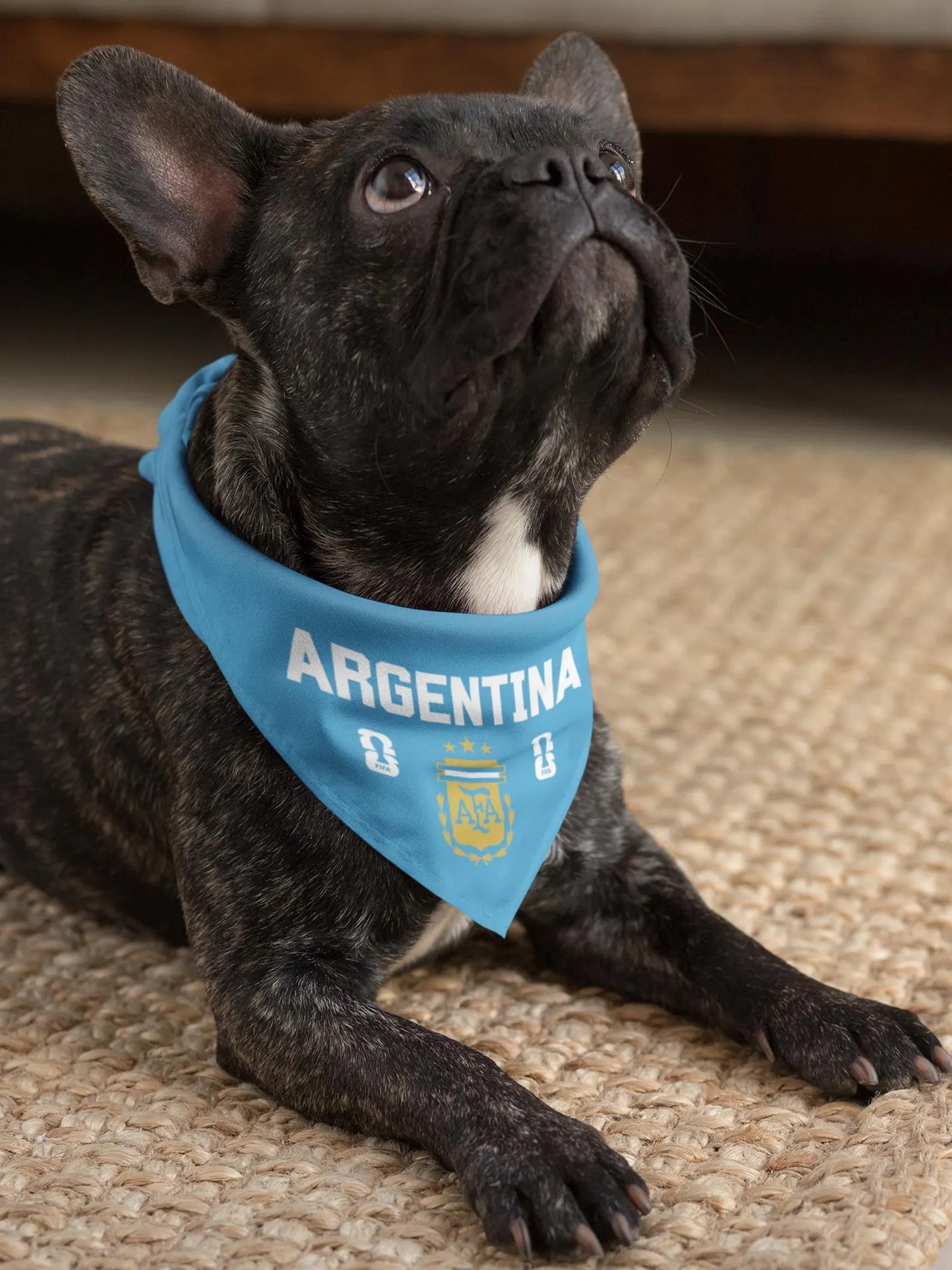 French Bulldog wearing light blue Argentina soccer dog bandana collar lying on rug indoors