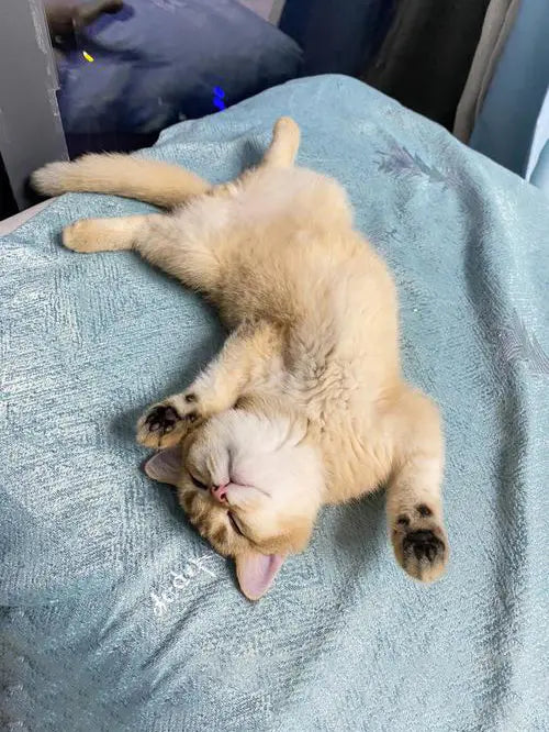 Awkward pet pose example - cream colored cat in unnatural upside-down position - unflattering angle for custom pet portrait by AusidaPet