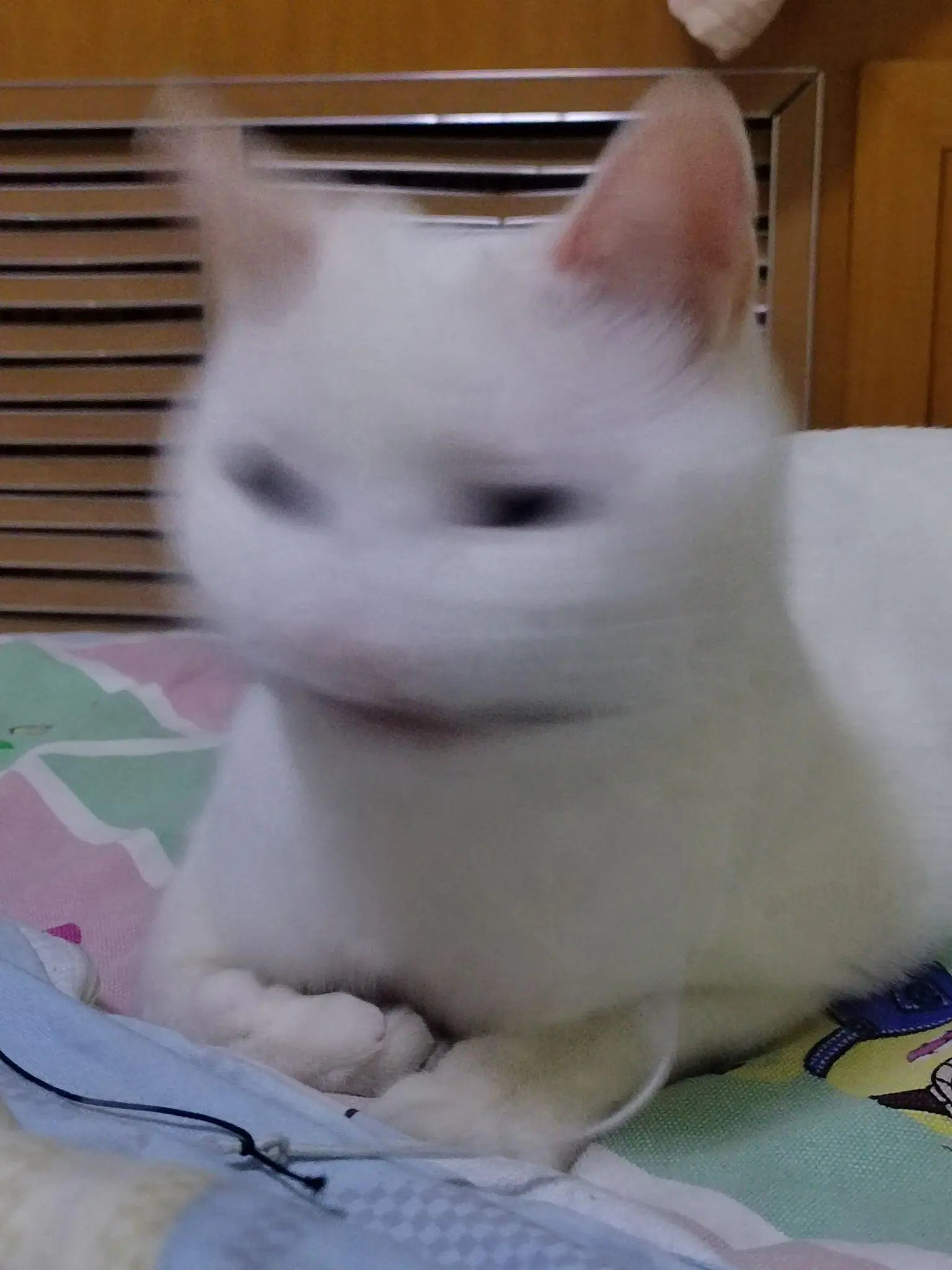 Blurry pet photo example with severe motion blur - white cat photo lacking clear facial features - unusable for custom oil painting by AusidaPet