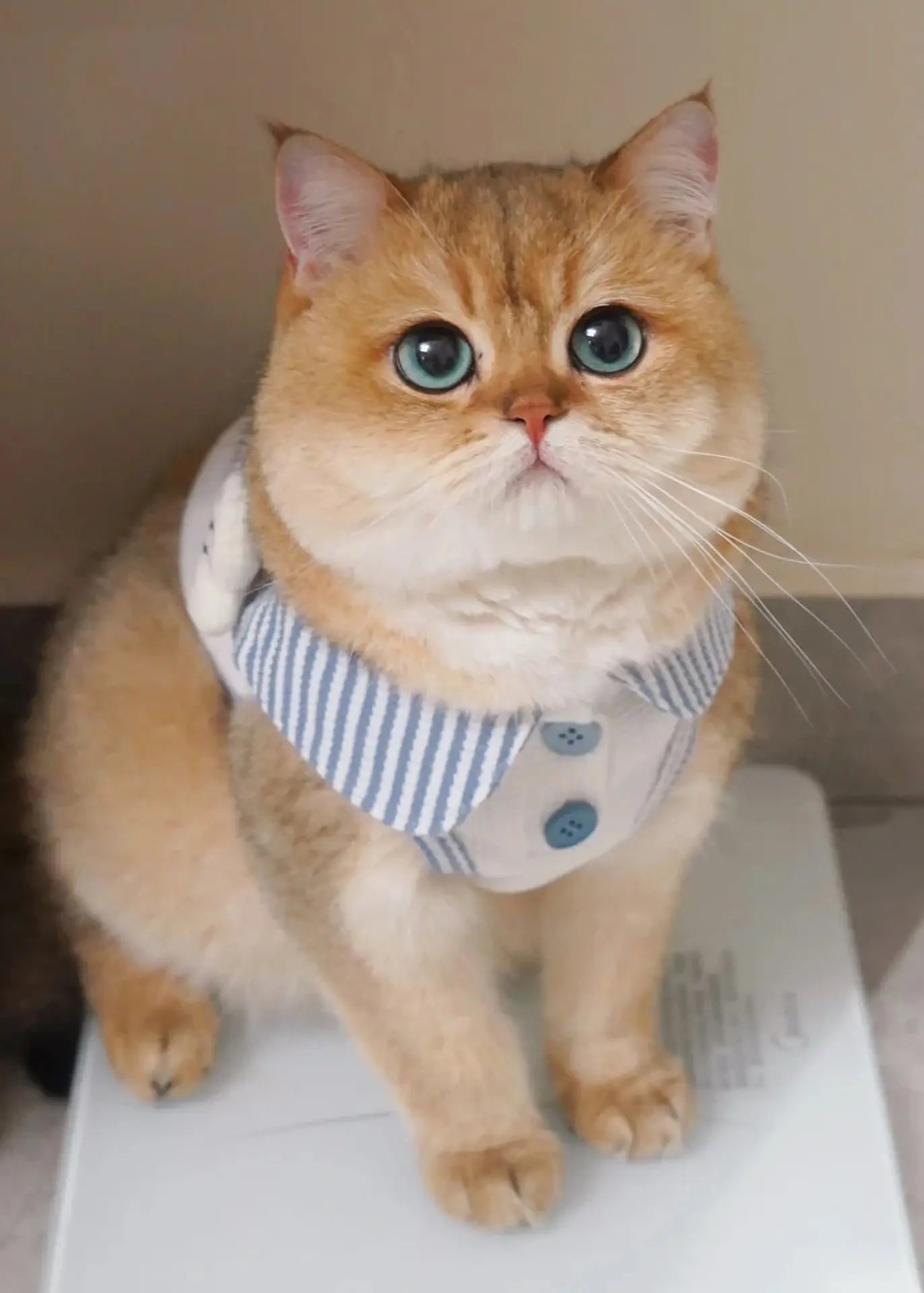 Pet fills the frame - british shorthair cat photo example