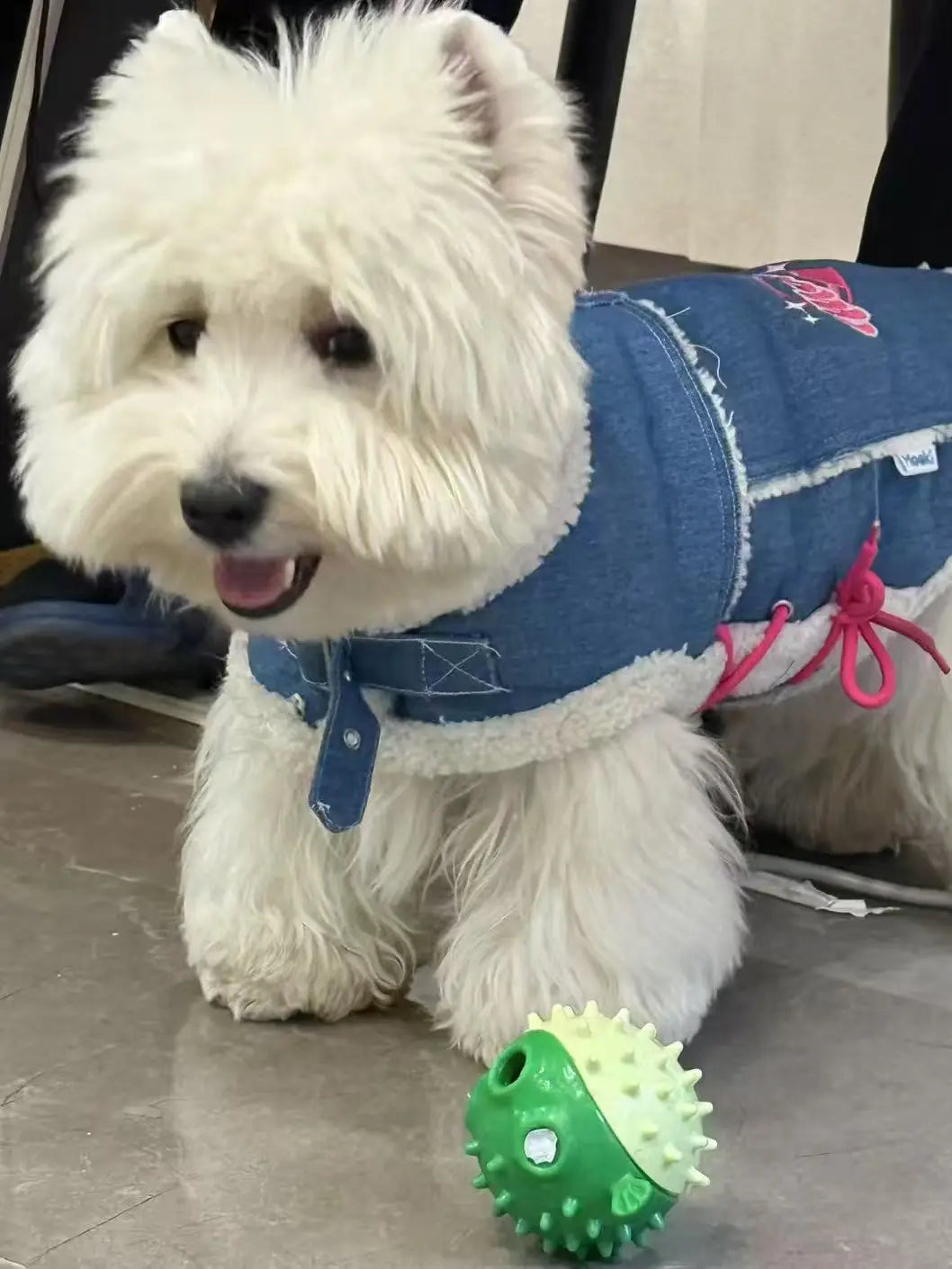 Dark indoor pet photo example with insufficient lighting - West Highland Terrier in low light showing noise and color issues - avoid for custom portrait by AusidaPet