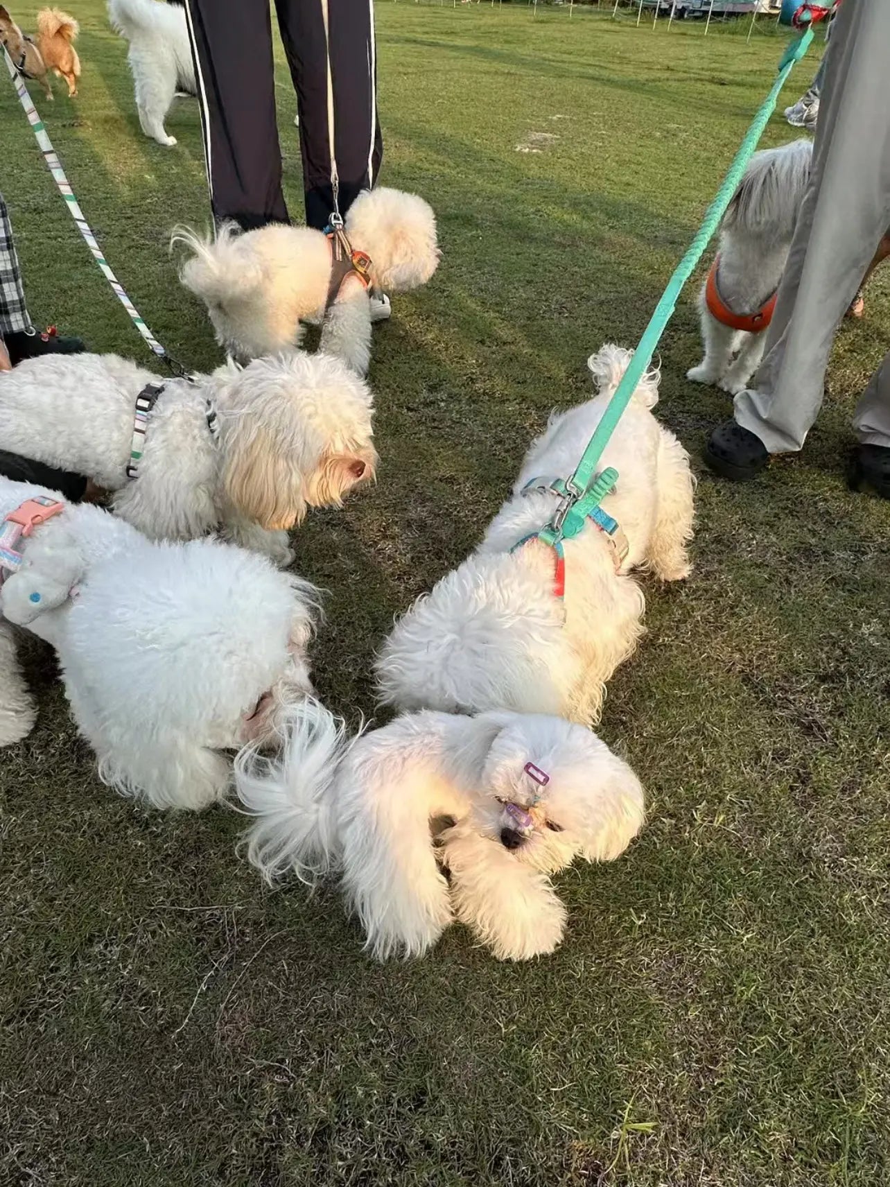 Multiple pets in one photo example - group of small dogs with unclear main subject - confusing composition for custom pet painting by AusidaPet