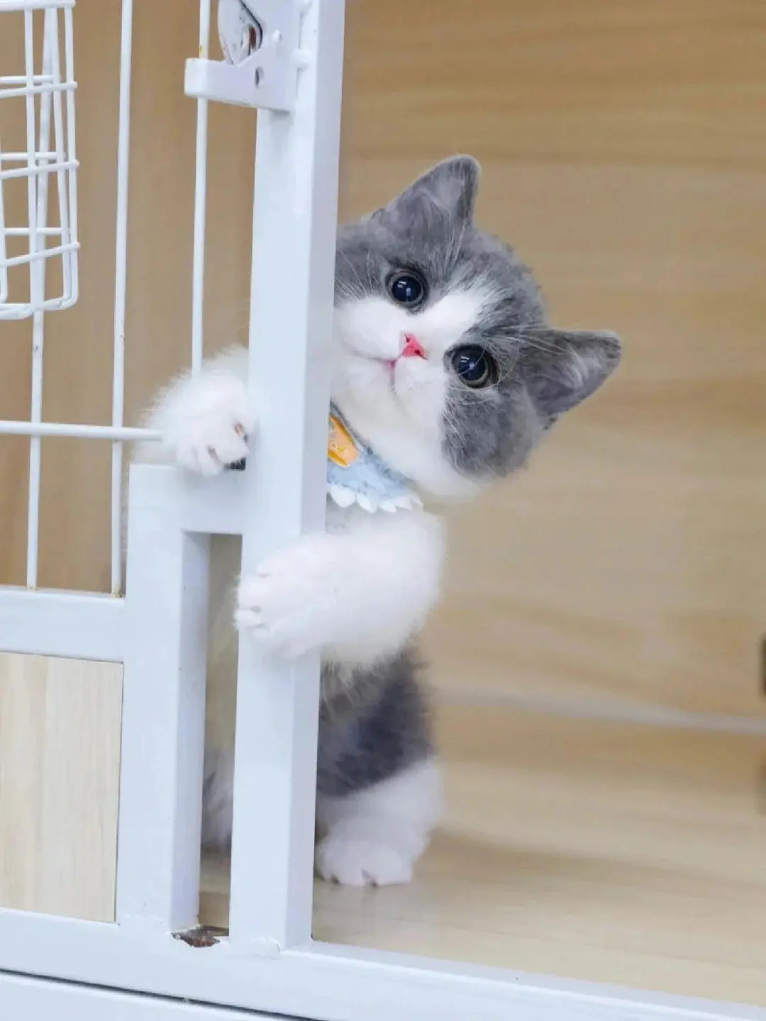 Pet blocked by object example - gray and white cat obstructed by white fence - poor visibility for custom pet portrait by AusidaPet