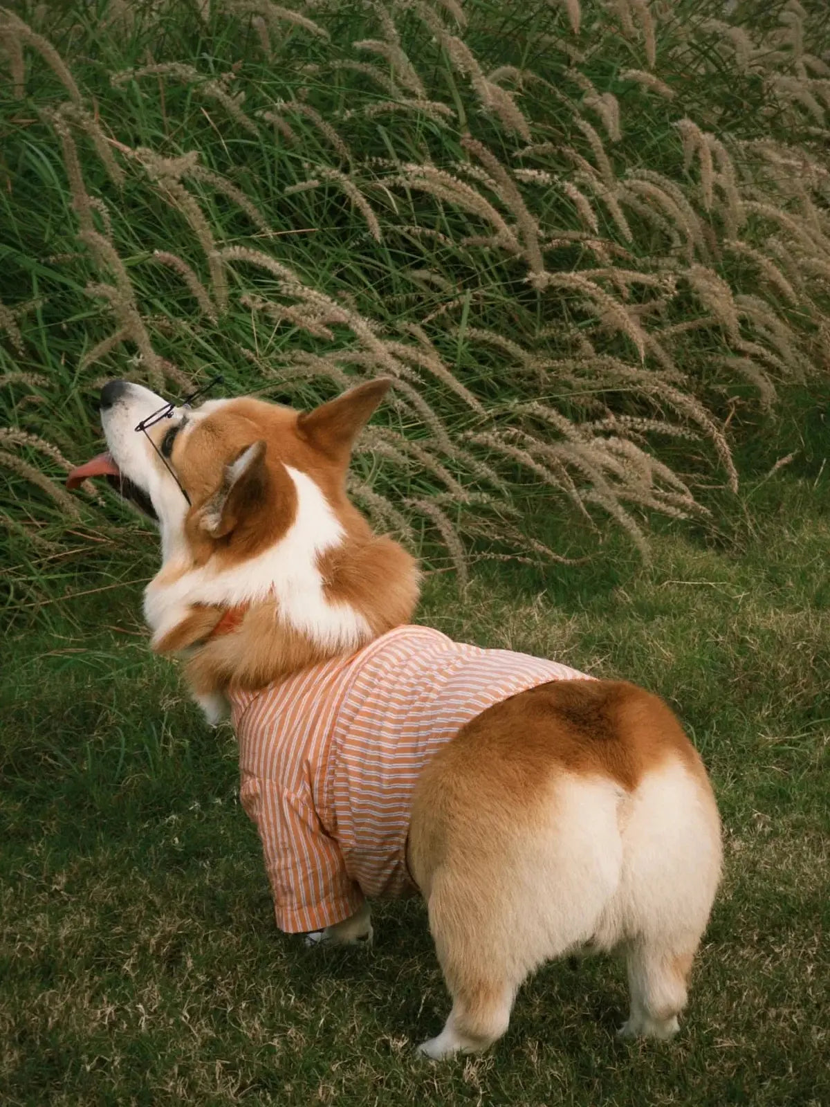 Pet facing away from camera example - Corgi with back to camera showing no facial expression - unsuitable photo for custom pet portrait by AusidaPet