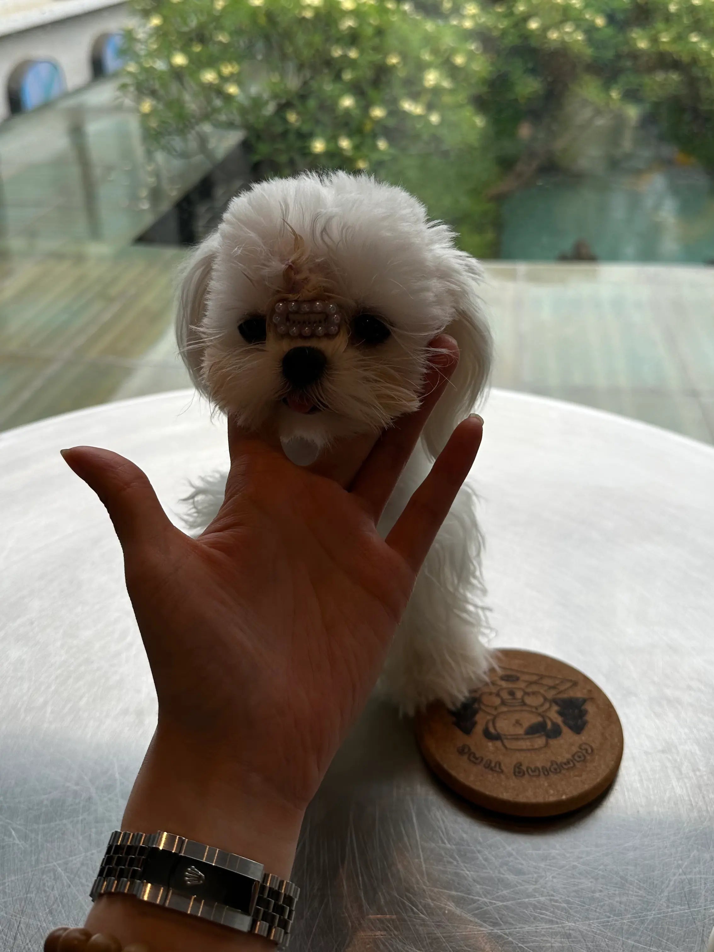 Tiny pet held in hand example - Maltese puppy with unnatural scale and composition - not ideal for custom pet painting by AusidaPet