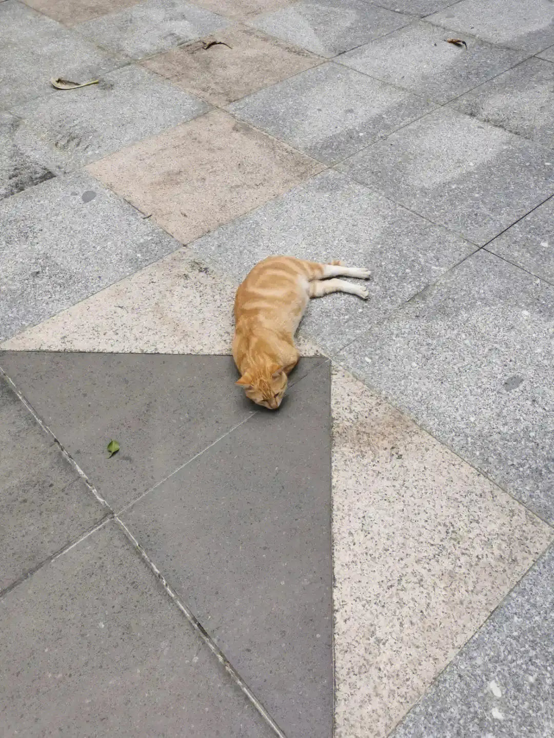 Pet too small - bad pet photo example