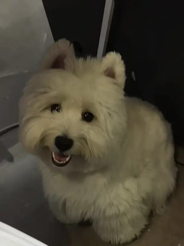 Poor lighting pet photo example - underexposed West Highland Terrier photo showing insufficient lighting issue - avoid for custom painting by AusidaPet