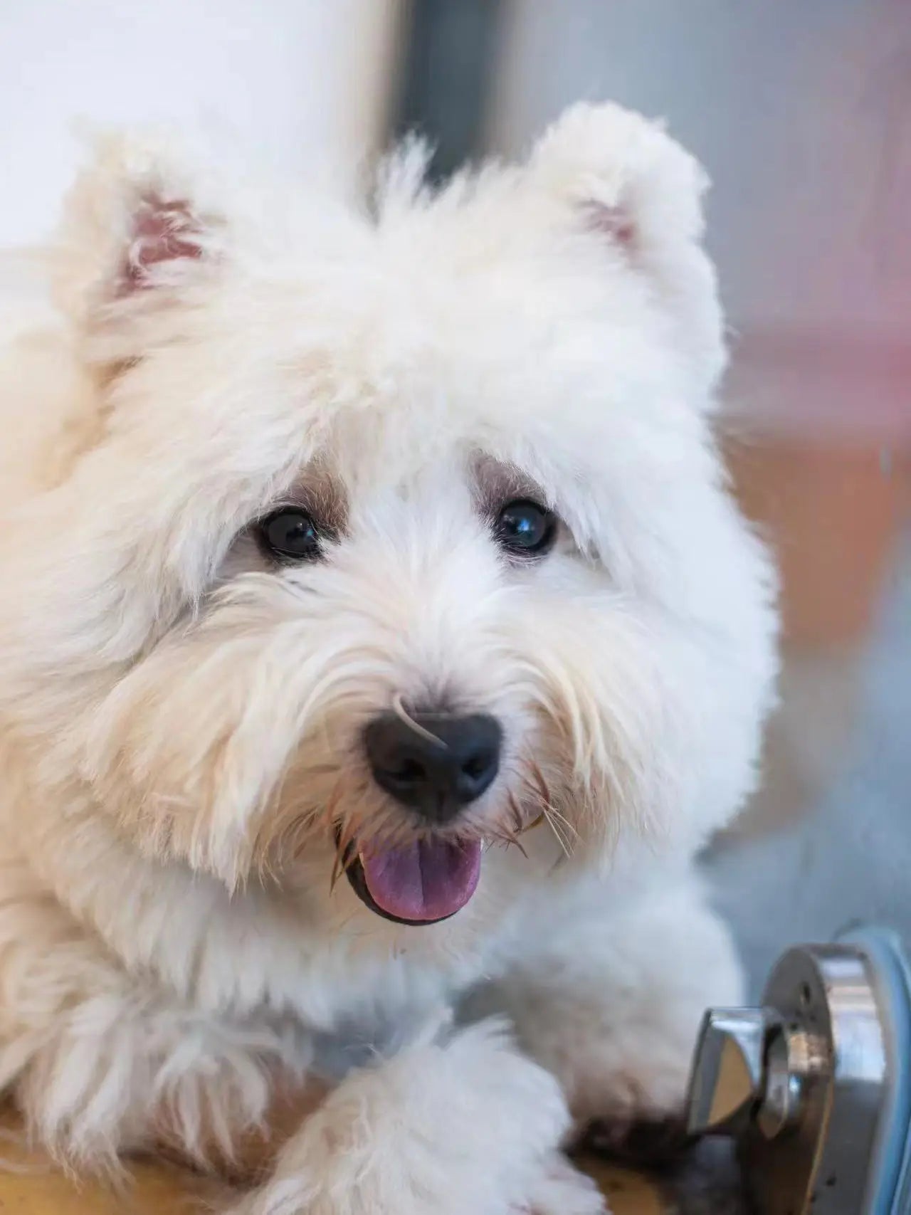 Too close pet photo example with overfilled composition - West Highland Terrier extreme close-up lacking space - bad photo for custom pet portrait by AusidaPet