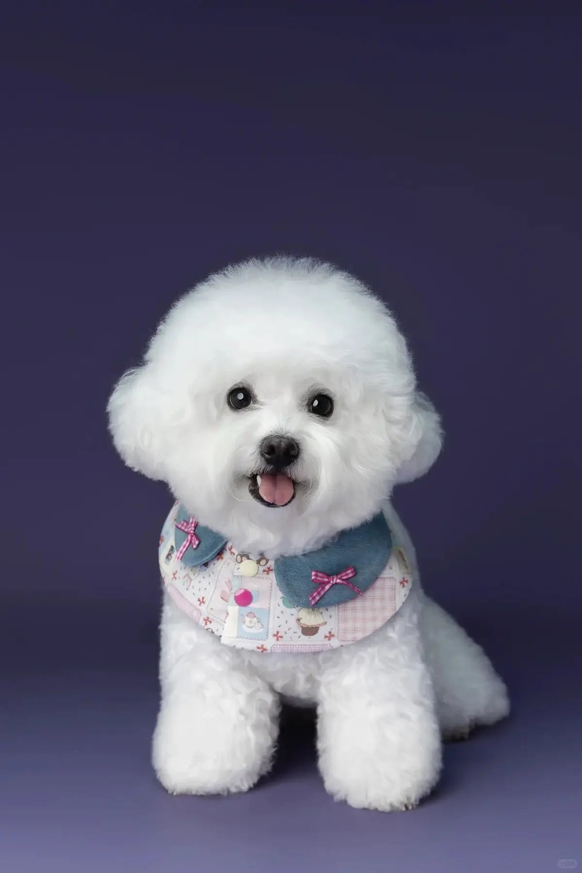 White Bichon Frise studio photo example with professional composition - high-quality pet photo for custom portrait painting by AusidaPet